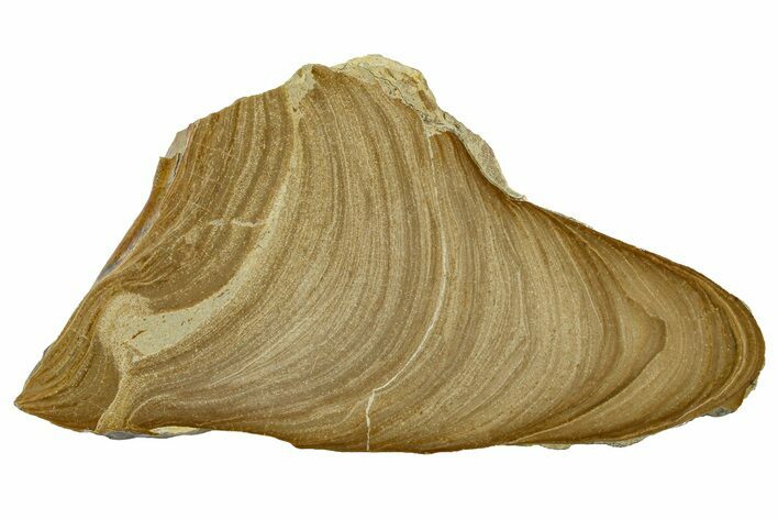 Polished Devonian Domal Stromatolite Slab - Russia #365088